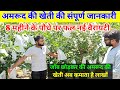 Guava Farming How To Do Guava Farming Information About Guava Farming Guava Farming