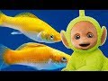 Animal Compilation Best Teletubbies Animal Episodes