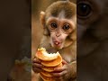 Just A Monkey Snacking On Pancakes Monkey Cute Animals