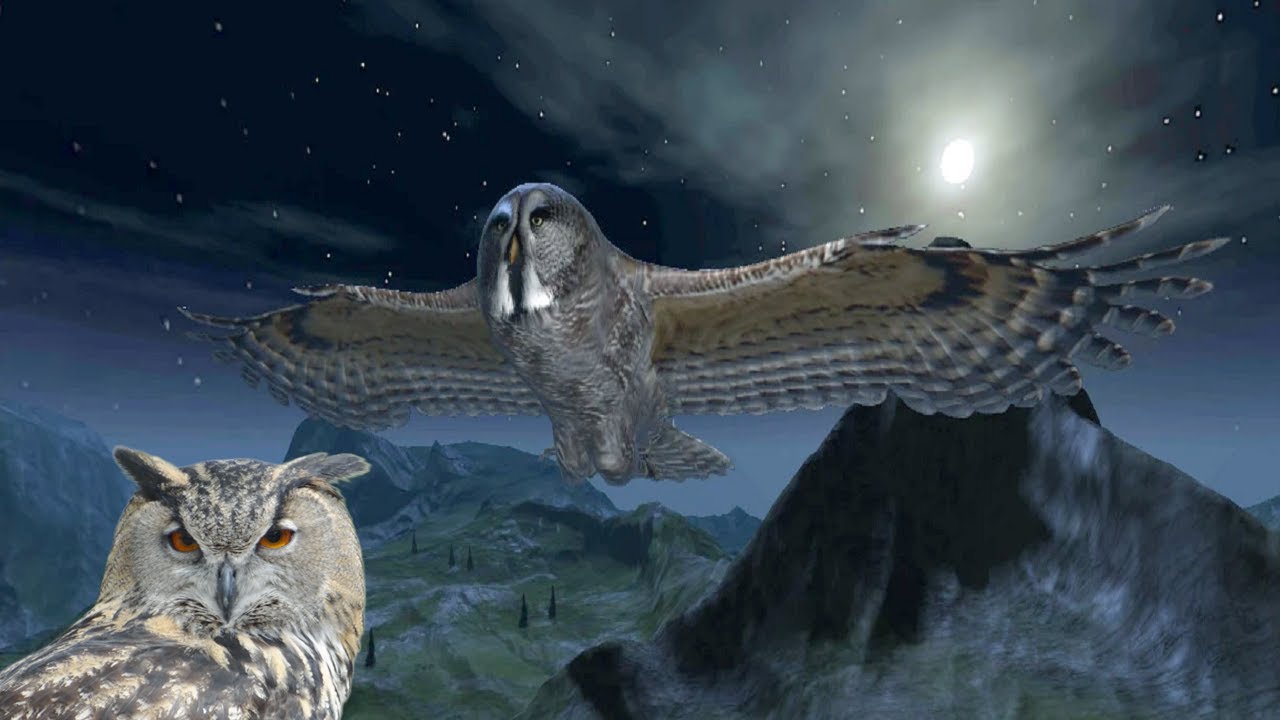 Owl Hunting Journey  - Android / iOS - Gameplay