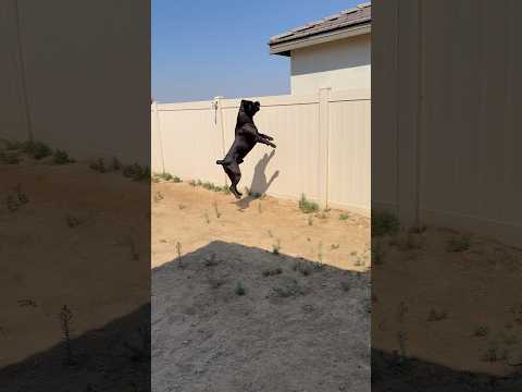 Tenemos nuevos vecinos y tienen 2 perros 🥴 #raisingbane #canecorso #guarddog