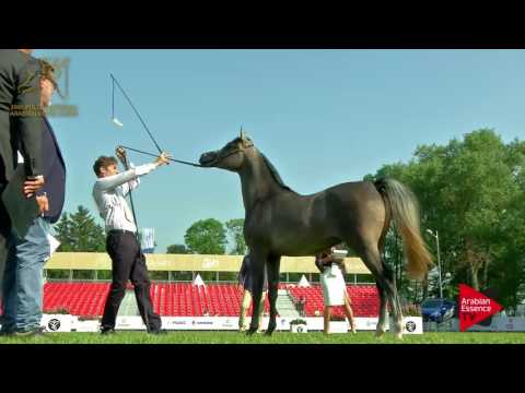 N.47 MAGIC BABEL - 2017 Pride Of Poland - Yearling Colts (Class 4)