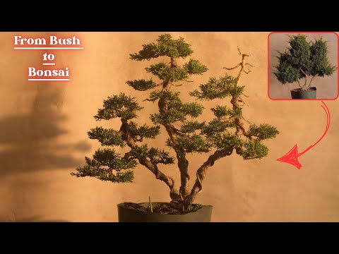 How to Turn a Bush into a Bonsai