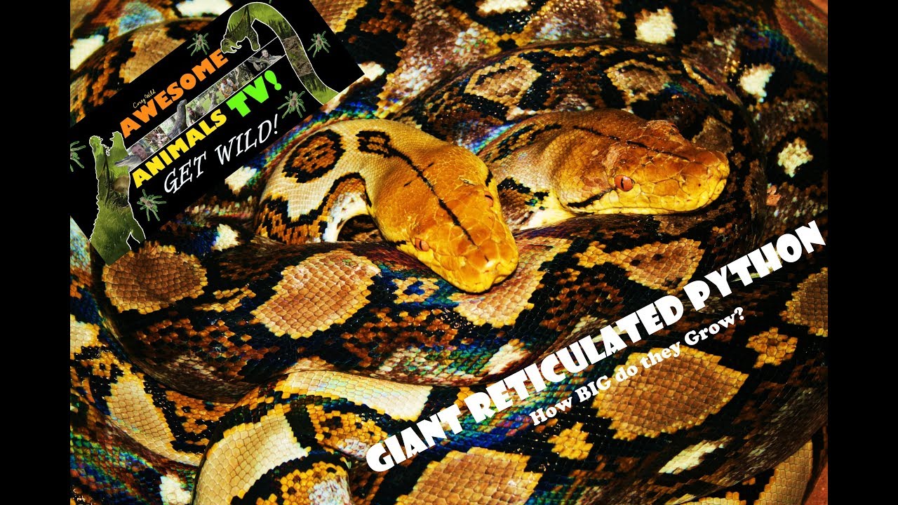 GIANT PYTHON Rescue - SNAKE Eats Villagers CHICKENS!