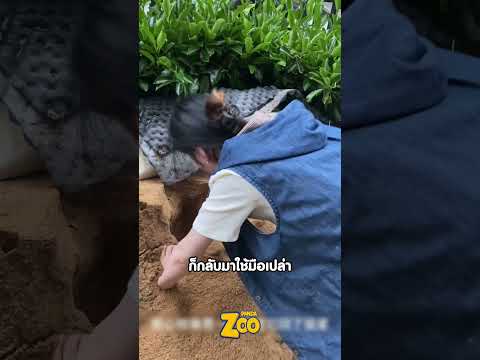 แฮมสเตอร์หายเข้าดิน เจ้าของแทบร้องไห้!