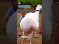 Eid Mubarak Shorts Bakra Eid Mubarak Status