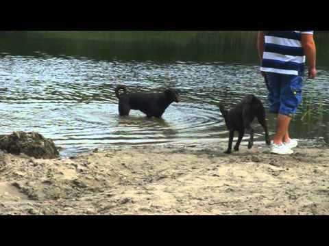 Hunde am Spielen im Wasser (Zeitlupe)