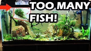 DON&#39;T DO THIS  No Maintenance Tank Update- Overstocked Aquarium