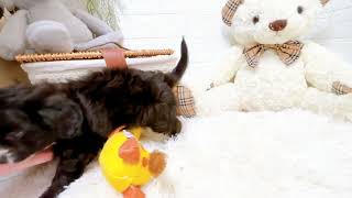 ハーフ犬の動画02
