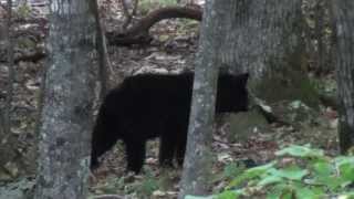 Skyline Drive, Virginia-Bears and Baby Deer