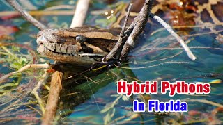 Hybrid Pythons Are Winning The Invasive Snake War In Florida Everglades, Akara Archeology