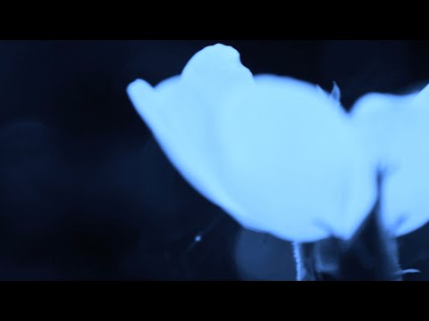 Vanya Limb — Bohemian Life | Directed by Laura Moreva