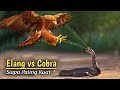 Scary Eagle Vs Cobra Fight