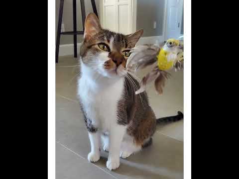 Crystal the Pet Nanny. LLC video.