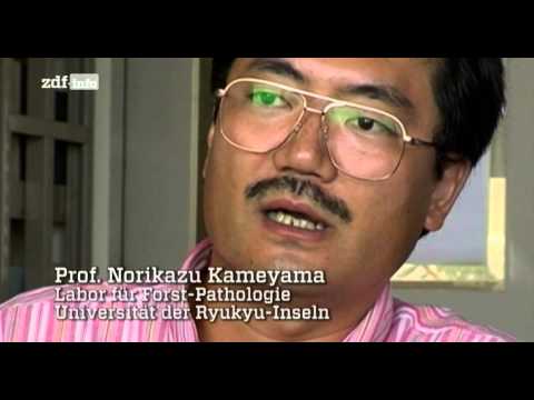 Standing Army  Die geheime Strategie der US Militärbasen