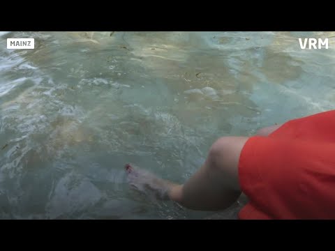 So gehen die Mainzer mit der Hitze um