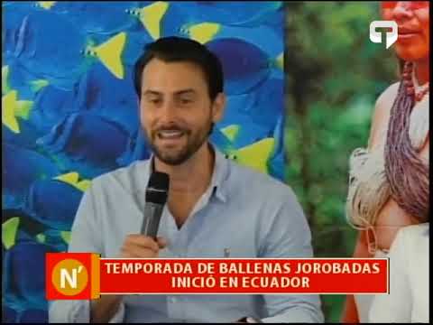 Temporada de Ballenas jorobadas inició en Ecuador
