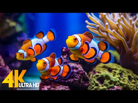 Aquarium 4K VIDEO (ULTRA HD) ???? Beautiful Coral Reef Fish - Relaxing Sleep Meditation Music #41