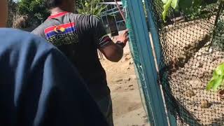 Download lagu DUSOON SARA FARM AYAM KAMPUNG ASLI mp3