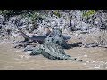 Monster Croc Vs Bull Shark : Shark is eaten alive by ...