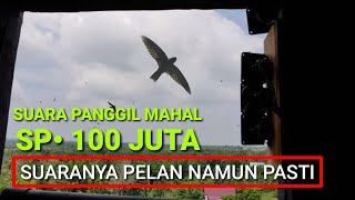 Download lagu suara walet ini sangat khas. suaranya pelan tidak terlalu cerewet namun jernih. mudah mudahan berkah mp3