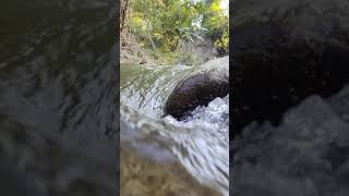 Download lagu story wa suara aliran sungai, suara gemericik air sungai mp3