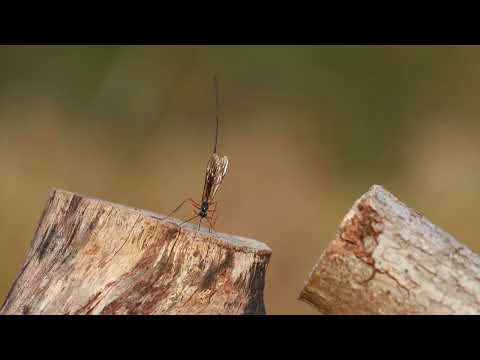 Ichneumon wasp laying eggs