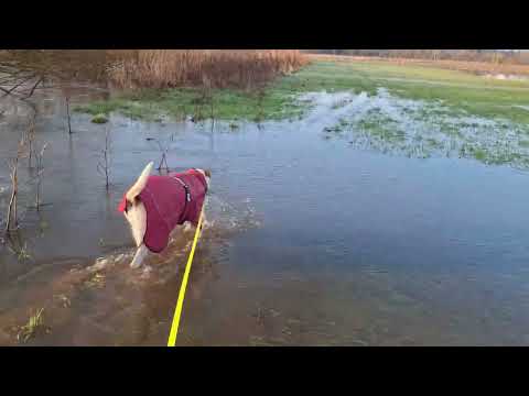 The River Lugg in is Flooding