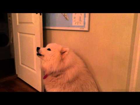 Our Samoyed howling to the sound of a siren