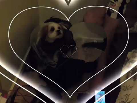 Film med min hund Bølle og mig Foster billede