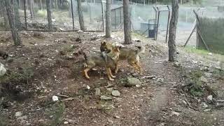 El celo de los lobos en el Centro el Lobo Ibérico de Castilla y León - Félix Rodríguez de la Fuente