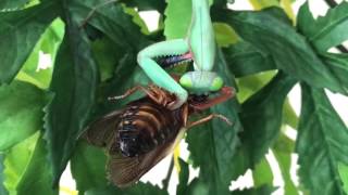 Hierodula Majuscula (Giant Rainforest Mantis) feeding.