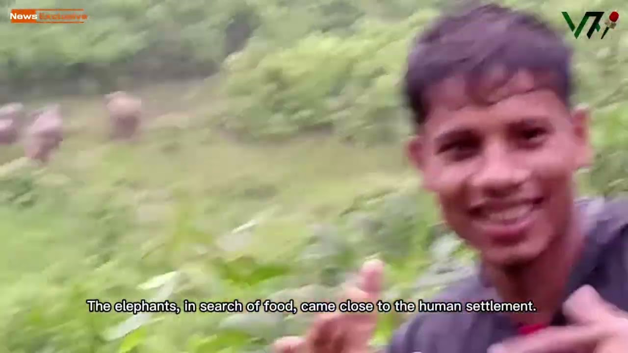 Rare Sighting of Wild Elephants Roaming Near Ukhiya in Cox's Bazar!