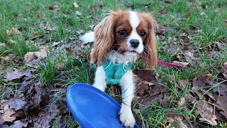 Vanilla plays with a frisbee