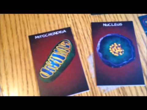 Peptide: A Protein Building Game (Brief Rules Overview)