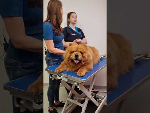 Mishka on Pooches At Play tv show on Channel 10 Australia