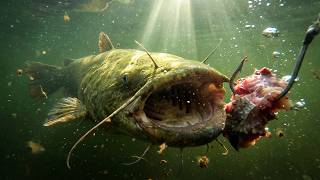 Affordable Catfish Rods That Catch Big Catfish