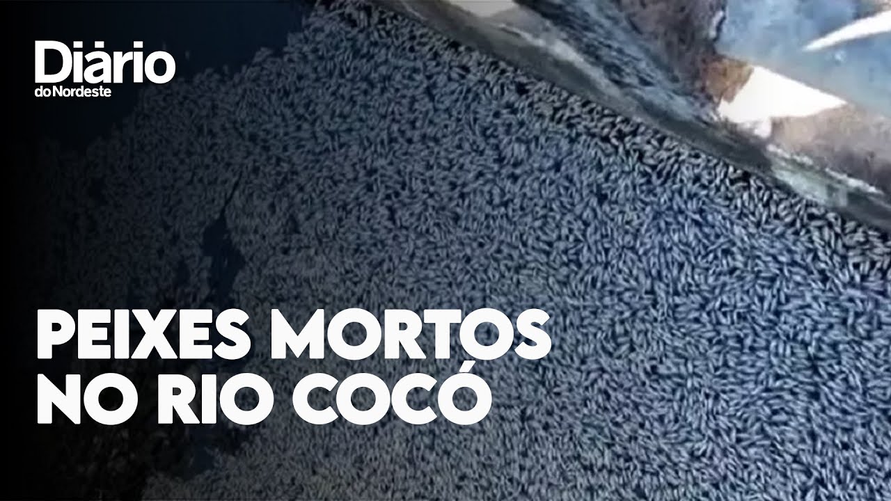 Imagem da notícia Peixes aparecem mortos em trecho do Rio Cocó, em Fortaleza