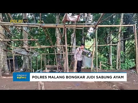 POLRES MALANG BONGKAR DUGAAN PRAKTIK JUDI SABUNG AYAM DI DUSUN SUMBERSARI