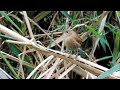Winter Wrens