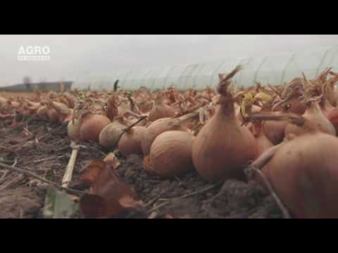 download lagu mp3 mp4 Cepei, download lagu Cepei gratis, unduh video klip Cepei