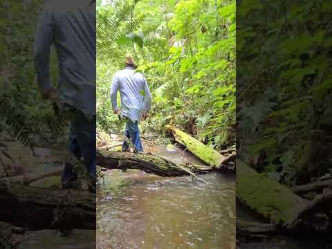 Chácara com 3 casas, estufas, agroindústria e carvão – Tomazina/PR | 43 99627-5172  #sitio  #fazenda