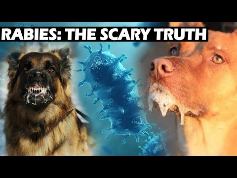 Rabies - The Virus with a 100% Mortality Rate - YouTube