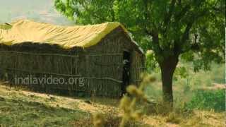 Agricultural Village near Pandharpur, Maharashtra 