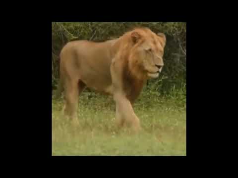 ⚡️Nkuhuma Male Lonely Brutal Attack For Third Partner