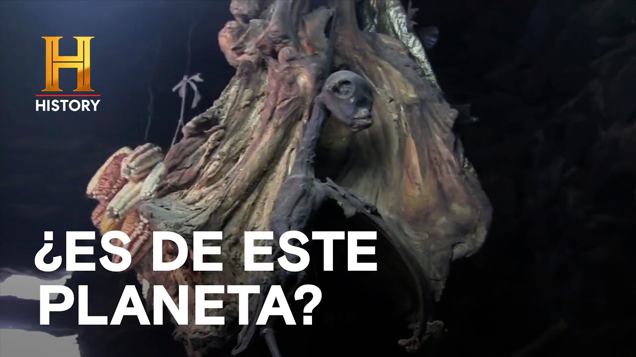 Criaturas extrañas bajo análisis 🔎 - LA EVIDENCIA ESTÁ ENTRE NOSOTROS