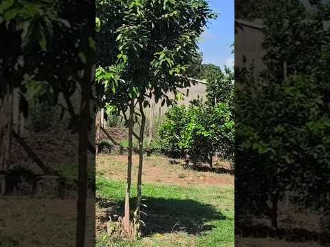 CHÁCARA A VENDA EM GUAPIRAMA PR