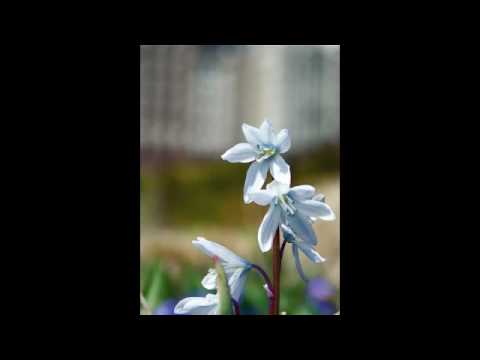 One Summer's Day Performed by David Flowers