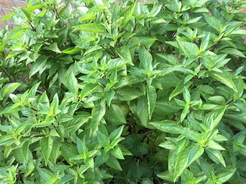 download lagu mp3 mp4 Thai Basil, download lagu Thai Basil gratis, unduh video klip Thai Basil