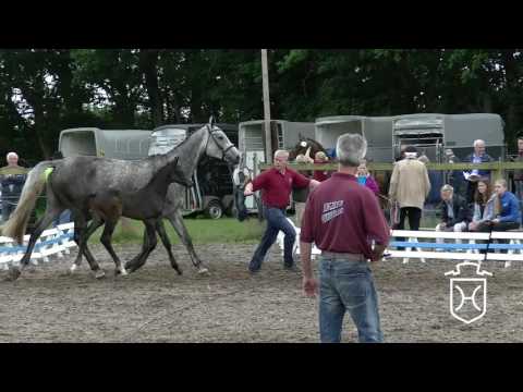 SL134CH Hengstfohlen von Casall - Corrado I - For Pleasure